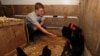 Summer Without Fairs Leaves US Farm Kids Heartbroken
