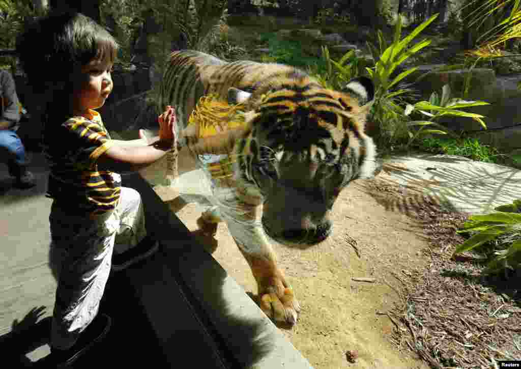 Twenty-one-month-old Adelson Gannod looks at a young male Sumatran tiger while visiting the new $19.5-million tiger habitat at the San Diego Zoo's Wild Animal Park in San Diego's San Pasqual Valley, USA, May 21, 2014.