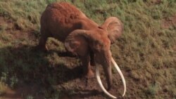 Animals Great and Small Are in Danger