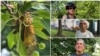 Foto collage cicadas