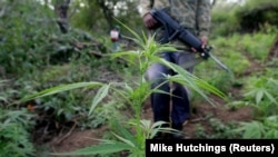 La police investit un champ de marijuana lors d'un raid anti-drogue dans les montagnes Lebombo, au nord d'Eswatini (ex-Swaziland), le 24 mai 2005.