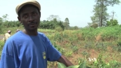 Conflict in CAR Challenges Food Production