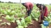 Malawi Looks to Cannabis to Supplement Lost Tobacco Earnings