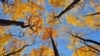 Shenandoah and Its Native American Roots