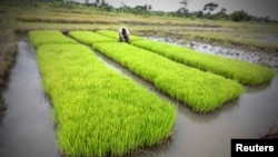 Un homme travaillant dans un champ de riz à Nanan, Yamoussoukro, en Côte d'Ivoire, le 27 septembre 2014.
