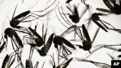 Des moustiques Aedes aegypti dans un laboratoire de l'institut Fiocruz à Recife, Brésil, le 27 janvier 2016. (AP Photo/Felipe Dana)