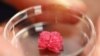 Japanese Scientists Create Lab-grown Wagyu Beef