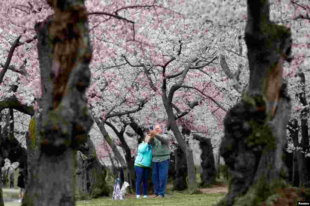 一对老年人,或者说,心灵上年轻的人,在樱花树下自拍(2018年4月5日)。