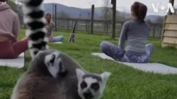 Faites du yoga avec des lémuriens