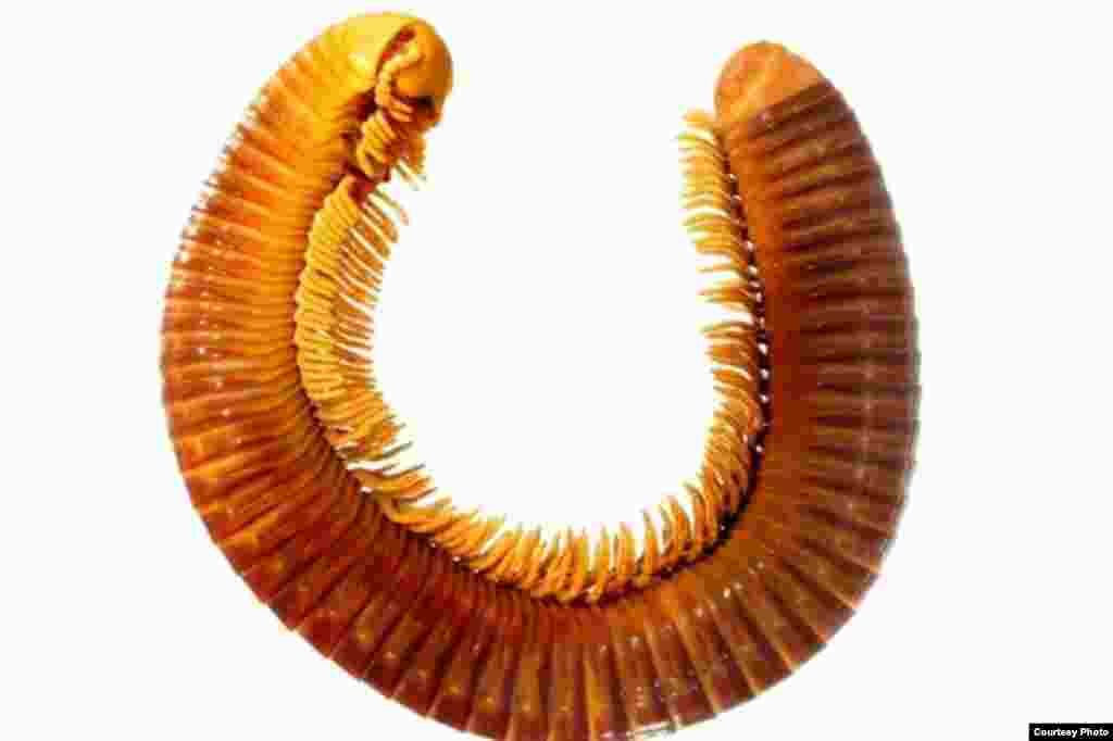 Crurifarcimen vagans. Common Name: Wandering Leg Sausage. This species from Tanzania’s Eastern Arch Mountains holds a new record as the largest millipede, 16 centimeters. (Photo: G. Brovad)