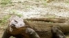 Kalla: Indonesia Hanya Butuhkan 100 juta SMS untuk Menangkan Pulau Komodo