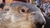 Groundhog di AS Prediksi Musim Dingin Berlangsung 6 Minggu Lagi