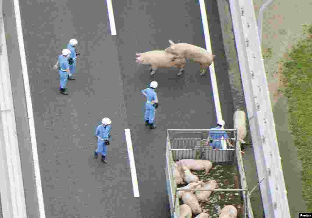 Para polisi berusaha menangkap 19 ekor babi yang lepas dari sebuah truk yang bertabrakan di sebuah jalan raya di Ikeda, Osaka, Jepang.