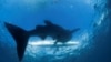 Depuis 2010, cinq touristes ont été tués par des attaques de requins en Égypte.