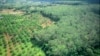 A rubber plantation at Rattanakiri province, file photo. 
