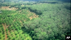 A rubber plantation at Rattanakiri province, file photo. 