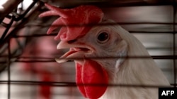 Farma na kojoj se proizvode hiljade ptica u Tepatitlanu u Meksiku, 6. juna 2024. Svjetski zdravstveni stručnjaci upozorili su 17. decembra 2024. da ptičiji grip H5N1 – ptičji grip – predstavlja moguću globalnu prijetnju zdravlju.