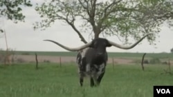 Steer