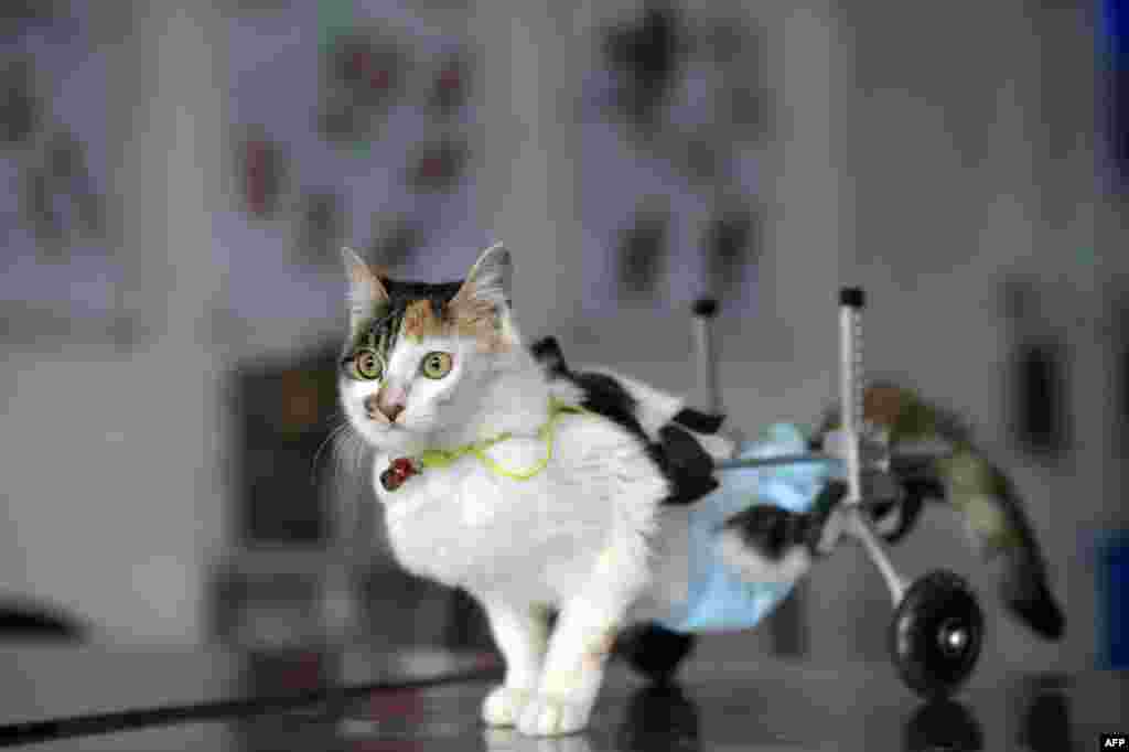 Kucing berusia delapan bulan, Hei Hudie, yang artinya"kupu-kupu hitam" dengan alat bantu jalan di rumah sakit hewan di kota Chongqing, China baratdaya, 16 Maret 2015. Dengan bantuan orang-orang yang baik, Hei Hudie menjalani empat operasi dalam lima bulan setelah jatuh dari lantai sepuluh sebuah gedung, dan berhasil hidup dengan kedua kaki belakangnya cacat. Doktor melengkapi kucing itu dengan kursi roda khusus untuk membantunya berjalan, seperti dilaporkan media setempat.