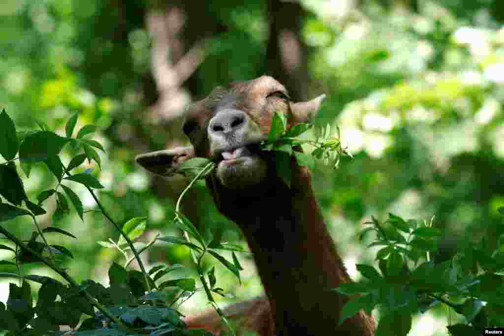 One of 24 goats released into New York's Riverside Park as "summer interns" to roam a fenced, sloped two-acre area, feasts on invasive plant species as part of the Riverside Park Conservancy's "GOaTHAM" initiative in the Manhattan borough of New York City.