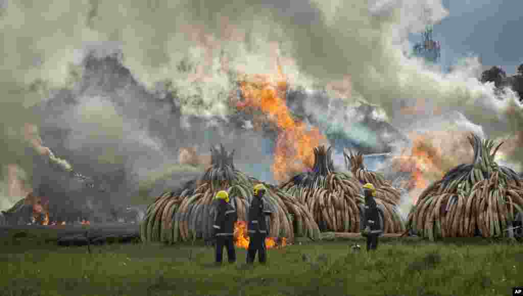 Des pompiers se tiennent prêt les tonnes d'ivoire incinérées à Nairobi, le 30 avril 2016.