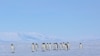 Study Reveals Net Ice Gain in Antarctica