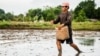 FILE - A rice farmer sows seeds in Oton, Iloilo, Philippines.