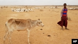 L'Ethiopie frappee par la secheresse, 3 septembre 2017. 