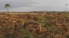 Déforestation: Samuel Nguiffo, directeur du CED au Cameroun, joint par Nathalie Barge
