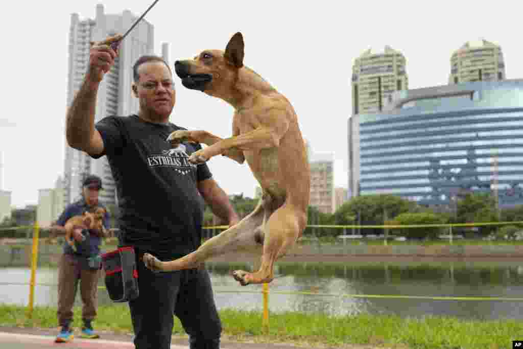 ¿Cómo Caramelo pasó de ser el perro que nadie quería tener a ser el consentido y hasta digno de una película y estatua en el carnaval de Río?