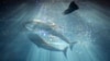 Embajadora Kennedy critica pesca de delfines