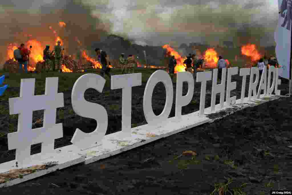 A three-day anti-poaching summit held in Kenya sent a united message to the world -- #stopthetrade -- that elephants are worth more alive than dead, Nairobi National Park, Kenya, April 30, 2016. 