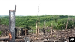Deforestation, forest-dependent community on the Kampar Peninsula in Riau Province, Sumatra, Indonesia.