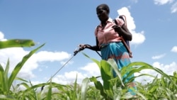 Taariindi: gollitirgol poroduwiiji warirɗi kulloy ka gese no wi’ee “pesticide” e nder Kamerun. 