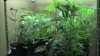 美國兩州將推出合法大麻消費市場
