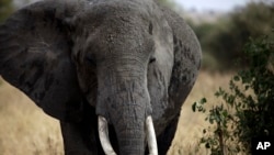 Un éléphant africain marche dans le parc national de Tarangire, à 118 km de Arusha, Tanzanie, le 9 août 2013.
