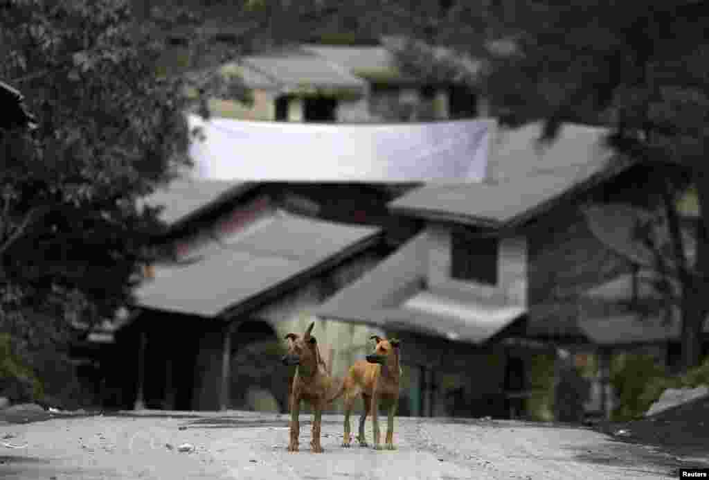 Dogs stand in the empty Mardingding village in Karo district, Indonesia's North Sumatra province. Residents were evacuated to temporary shelters as the emergency alert for Mount Sinabung remains at its highest level.