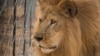 Poursuites judiciaires contre une vendeuse d'un lion d'Afrique empaillé