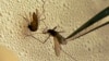 Study Shows Drug-Resistant Malaria Could Spread to Africa