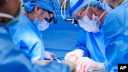 Doktori pripremaju pacijentkinju Towanu Looney da dobije genetski uređen svinjski bubreg u NYU Langone Health u New Yorku 25. novembra 2024. godine.
