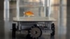 Israeli Researchers Teach Goldfish to Drive Robotic Car