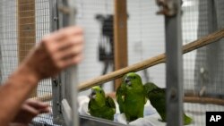 Loros amazónicos de nuca amarilla traficados desde América Central están en un centro de conservación en Loxahatchee, Florida. (Foto AP/Rebecca Blackwell)