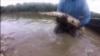 Ancient Fish Returns to Illinois Waters