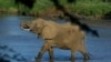 Un touriste belge tué par un éléphant au Kenya