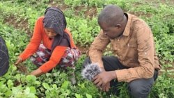 Gine: reportaas fii debbo remoowo ka nokkuure Timbi Madina