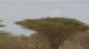 Corne de l’Afrique : l’Afrique doit faire plus, affirme une coalition d’ONG