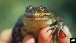 Spotted frog
