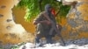 Somali Army Captures al-Shabab Stronghold