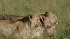 FILE - A group of lionesses walk the plain in the Masai Mara game reserve in Kenya.