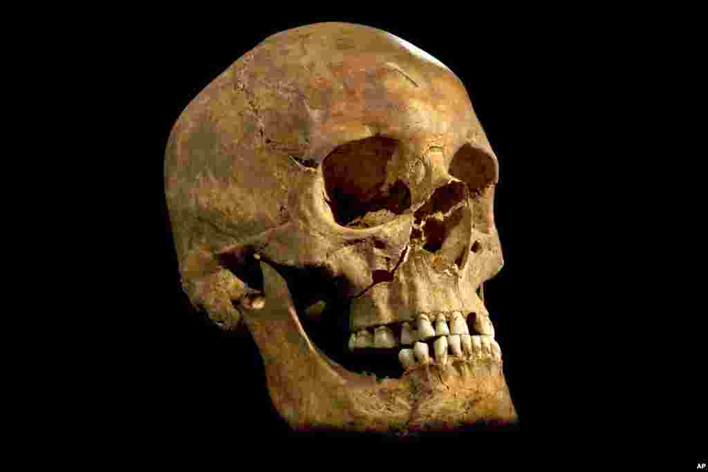 A photo made available by the University of Leicester of the skull found at the Grey Friars excavation in Leicester, Britain.